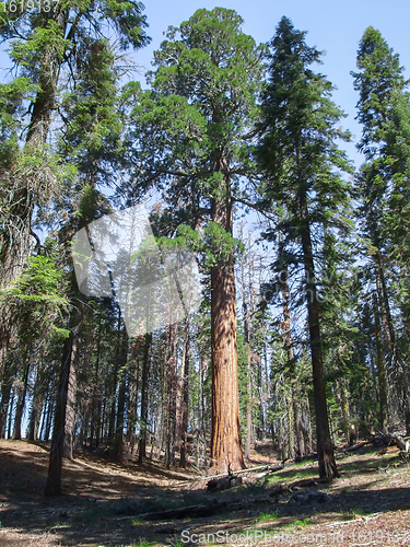 Image of Sequoia National Park