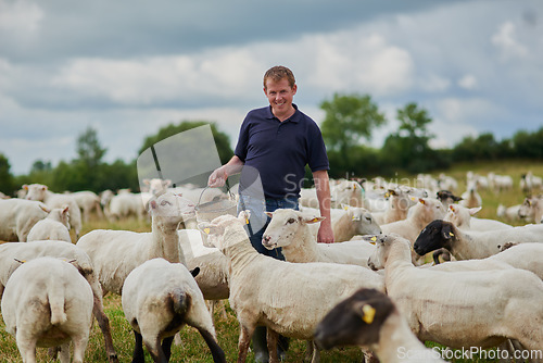 Image of Farm, sheep and happy with man in field for agriculture, sustainability and animal care. Labor, ecology and summer with male farmer in countryside meadow for cattle, livestock and lamb pasture