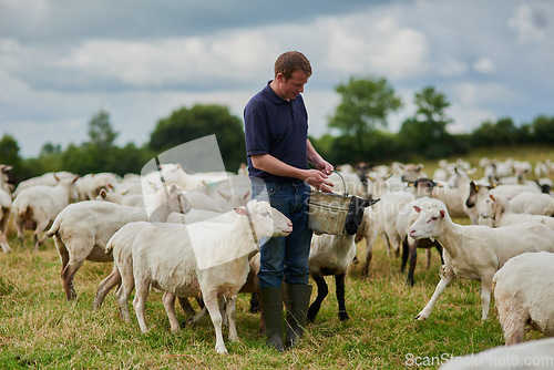 Image of Farm, sheep and bucket with man in field for agriculture, sustainability and animal care. Labor, ecology and summer with male farmer in countryside meadow for cattle, livestock and lamb pasture