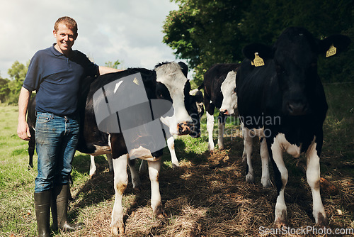 Image of Portrait, agriculture and cows with a man on a farm outdoor for beef or natural sustainability. Confident, milk or dairy farming and a young male farmer standing on a field or meadow with animals