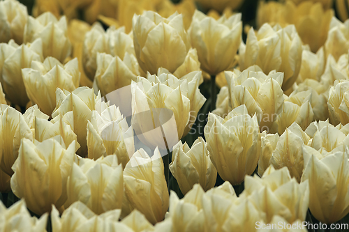 Image of beautiful yellow tulips