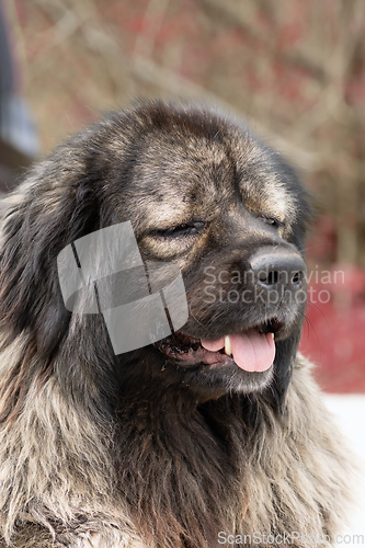 Image of portrait of huge caucasian guard shepherd