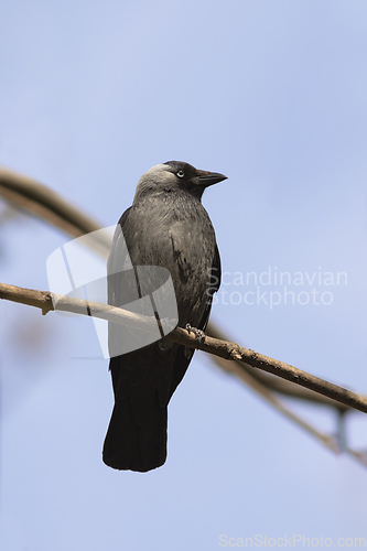 Image of Western jackdaw perched on a branch