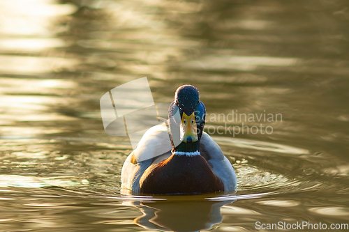 Image of wild duck in the sunset light