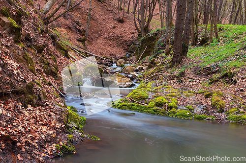 Image of wild mountain stream in Borzesti gorges