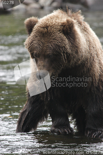 Image of Tired Bear