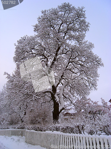 Image of Snow on tree