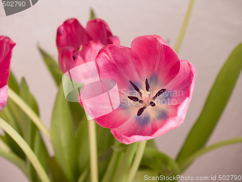 Image of Pink flower showing growth