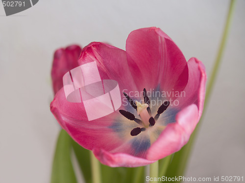 Image of Pretty pink flowers - showing Growth