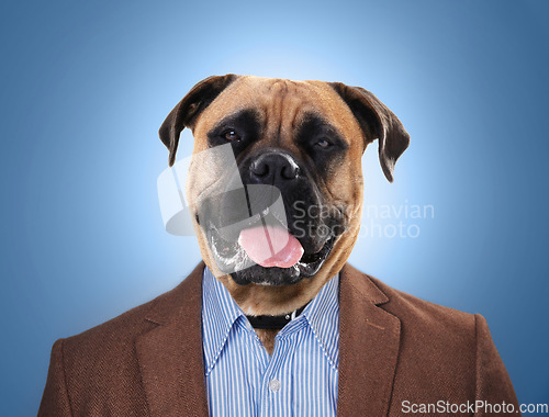 Image of Dog, head and in business suit or worker on surrealism or management and on blue background. Abstract, finance and employee or animal face executive or professional boss and corporate pet mastiff