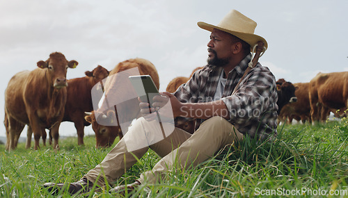 Image of Grass, farmer and black man with a tablet, agriculture or relax with cows, connection or entrepreneur. Male person, cattle or business owner with technology, growth or countryside with sustainability