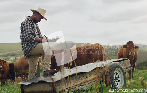 Image of Farm inspection, cattle and a black man with notes on farming, agriculture growth and progress. Planning, field and an African farmer writing a report on cows for sustainable business and inventory