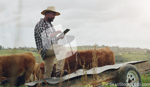 Image of Cattle planning, farm and a black man with a tablet for farming, agriculture research and sustainability. Smile, African farmer and typing on tech for sustainable business and animal development