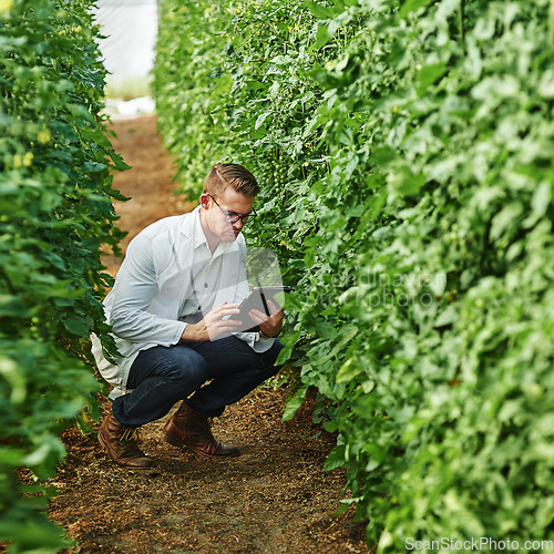 Image of Scientist, tablet and plants with analysis in a greenhouse for working in the environment for agro. Professional, ecology and research with technology for farming and agriculture in a garden.