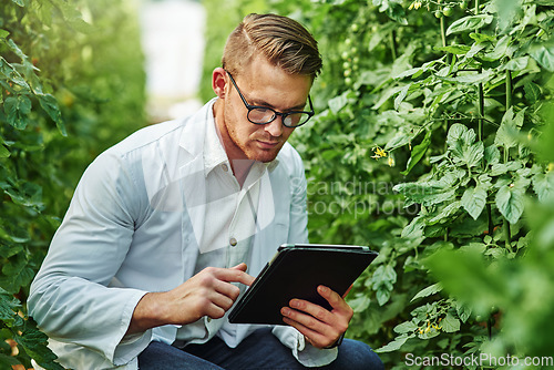 Image of Scientist, plants and tablet for research on a farm or ecology for working in agro and agriculture. Science, expert and growth for farming in a greenhouse for analysis of the environment or nature.