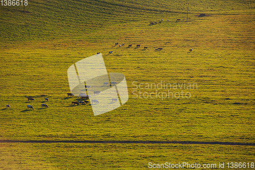 Image of Cows in a sunny summer evening