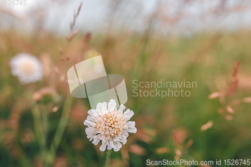 Image of plants ad flowers in summer field