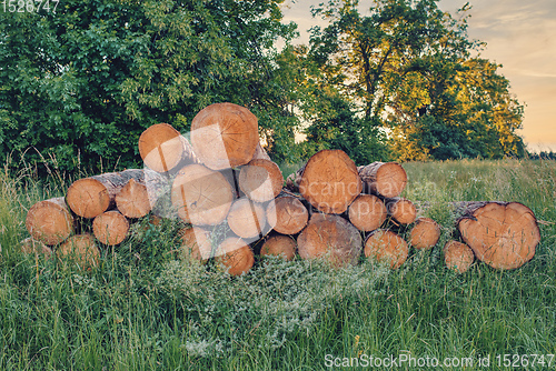 Image of wood in pile outdoor