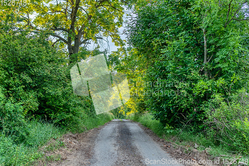 Image of road to forest in countryside