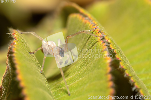 Image of Spider in Simien, Ethiopia, Africa wildlife