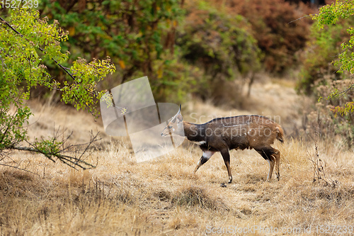 Image of Menelik\'s Bushbuck Ethiopia. Africa Wildlife