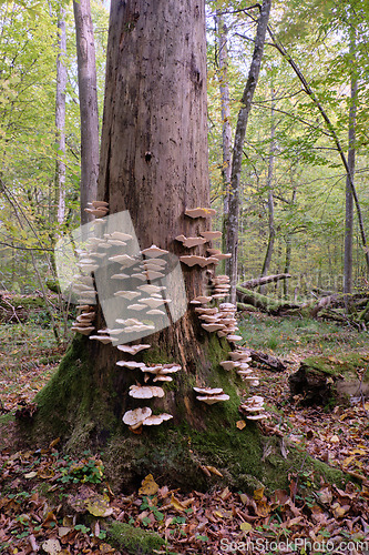 Image of Autumnal fungus grows over stump