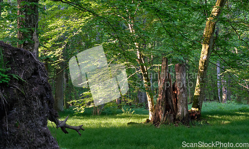 Image of Light entering rich deciduous forest