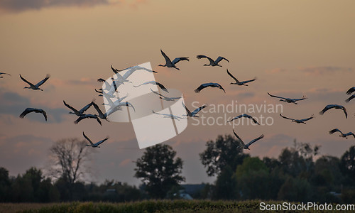 Image of Common Crane (Grus grus) in flight
