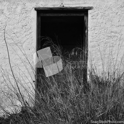 Image of broken door and overgrown plants