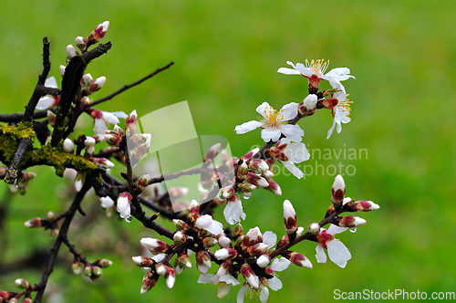 Image of almond buds and flowers after the rain