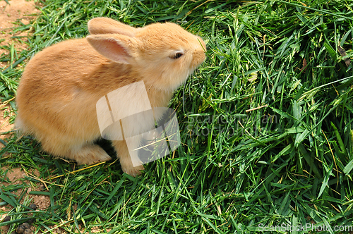 Image of bunny rabbit feeding on grass