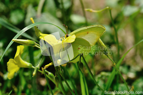 Image of butterfly on blooming flower