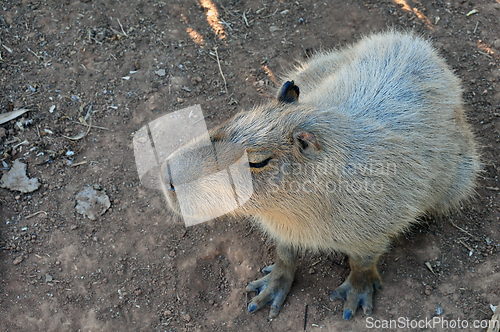 Image of capybara rodent