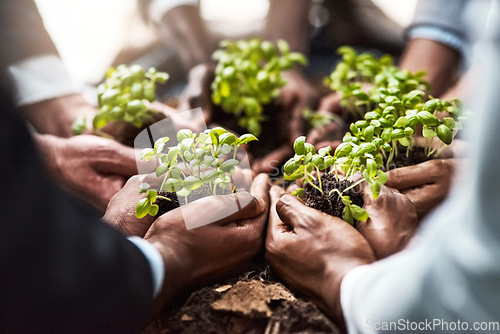 Image of Plants, business hands and group of people gardening, agriculture or sustainable growth, teamwork and startup. Palm, plant and circle of women and man with sustainability, agro project or investment