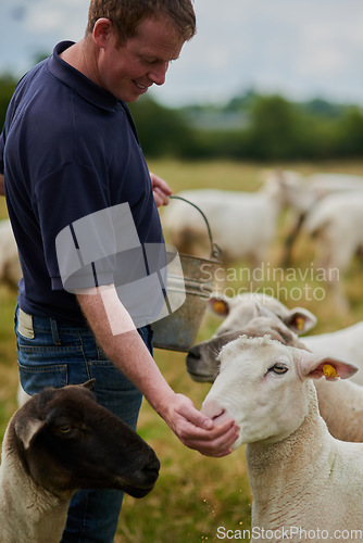 Image of Agriculture, sheep and feed with man on farm field for help, sustainability and animal care. Labor, ecology and summer with male farmer in countryside meadow for livestock, lamb and pasture