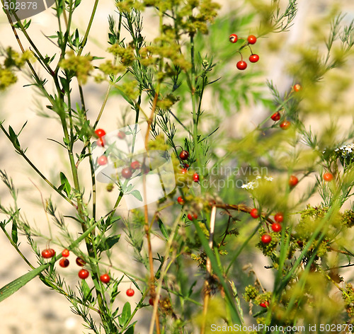 Image of Berries