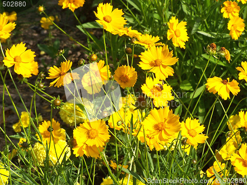 Image of Blooming coreopsis flowers