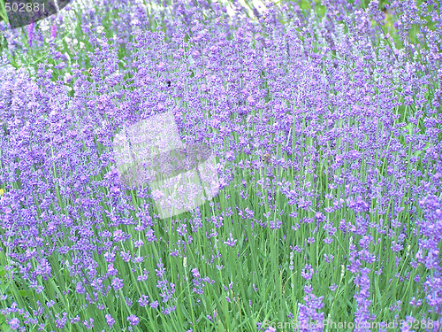 Image of Lavender