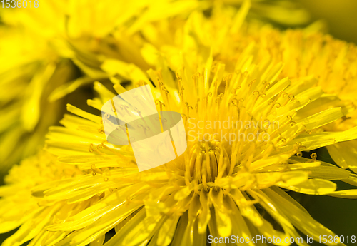 Image of yellow beautiful dandelions