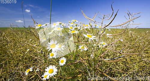 Image of beautiful white daisies