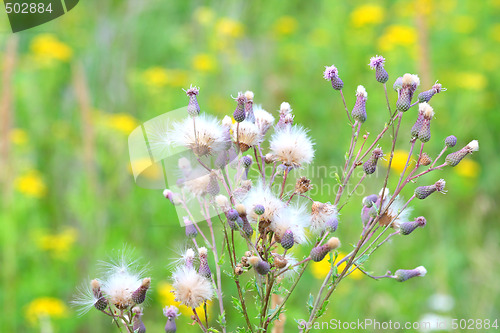 Image of Cirsium arvense