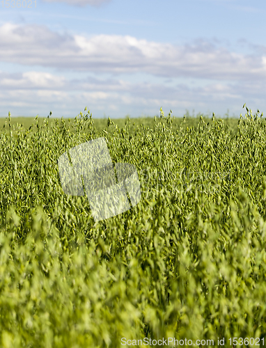 Image of field with oats