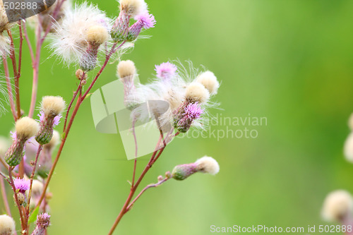 Image of Cirsium