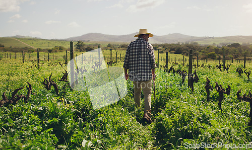 Image of Nature, back of black man farmer and on a farm working with a hat. Agriculture or countryside environment, sustainability and rear view of male person checking plants or vegetables for inspection