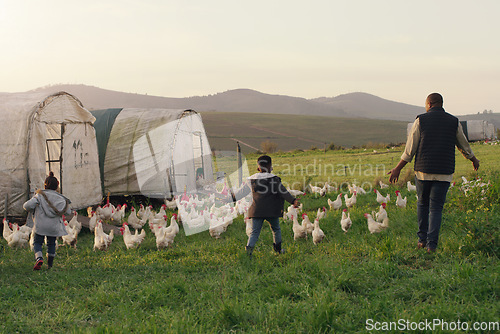 Image of Chicken, dad with children on field, farming and sustainable business in agriculture with livestock. Nature, bird farmer and kids walking on grass, bonding on family farm with sustainability and love