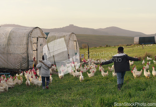 Image of Chicken, playing with children on field, farming and sustainable business in agriculture with livestock. Nature, birds and kids running on grass, morning on family farm with sustainability and fun.