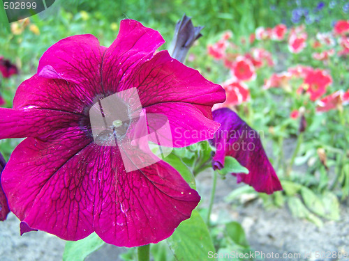 Image of Purple petunia