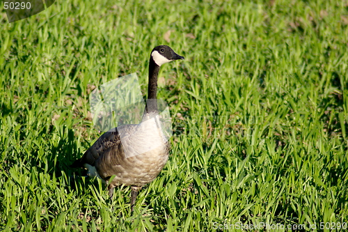 Image of Wild Goose