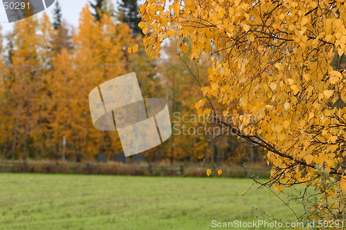 Image of Fall colors