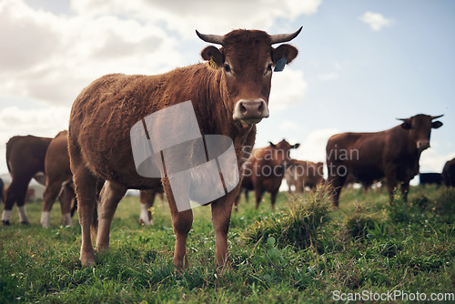 Image of Cows, agriculture and farm landscape with grass, field of green and calm countryside nature. Cattle, sustainable farming and animals for beef industry, meat or cow on pasture, meadow or environment